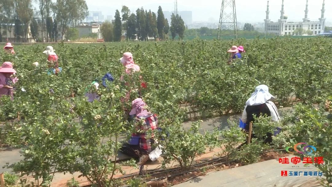 澄江早熟蓝莓大量上市采摘季却遇上用工荒