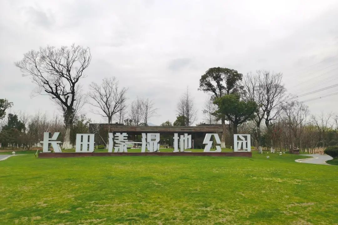 时放时收水草荡漾 白鹭齐飞这里是一片净土长田漾湿地公园1717南