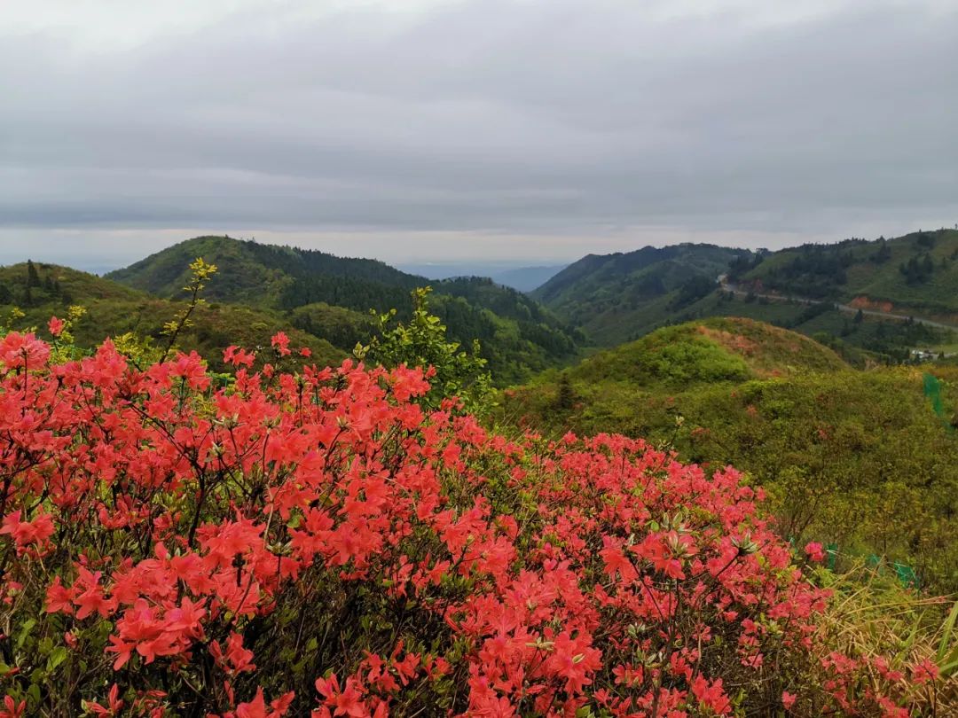 红了!湾里高山杜鹃花海盛放,这里免费赏!