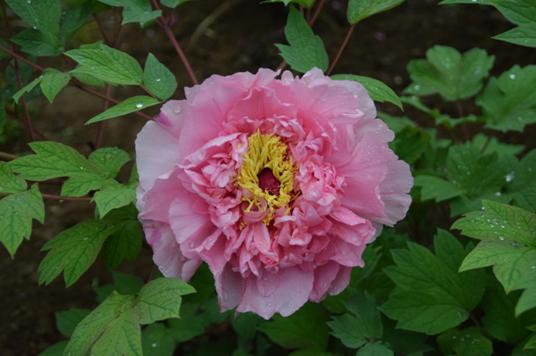 花情预报4月5日牡丹花情预报来了请查收