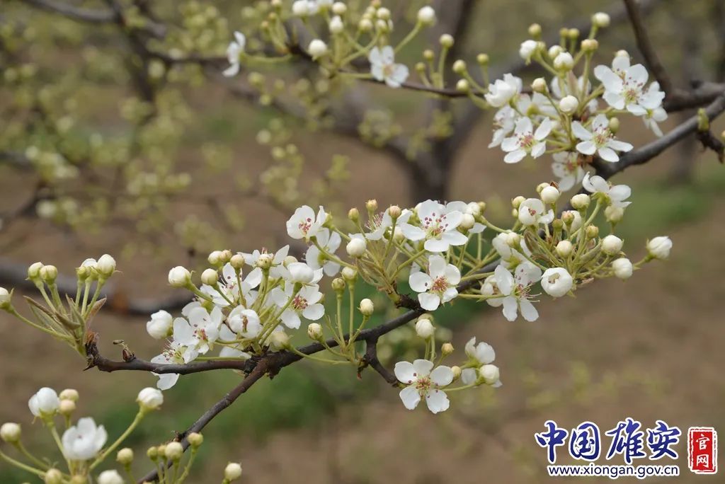 快来打卡!雄安新区雄州梨湾梨花游园会开幕