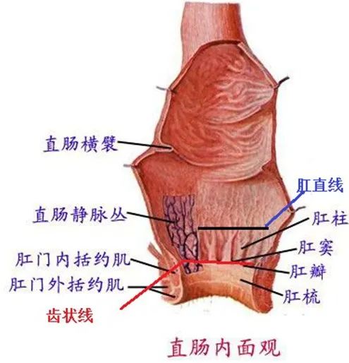 齿状线的位置(直肠内面观)
