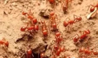 红火蚁已入侵四川等12省份,有人被咬后身亡