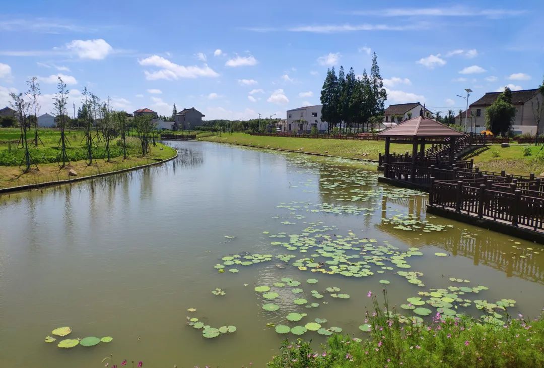 云赏奉贤乡村河流美景