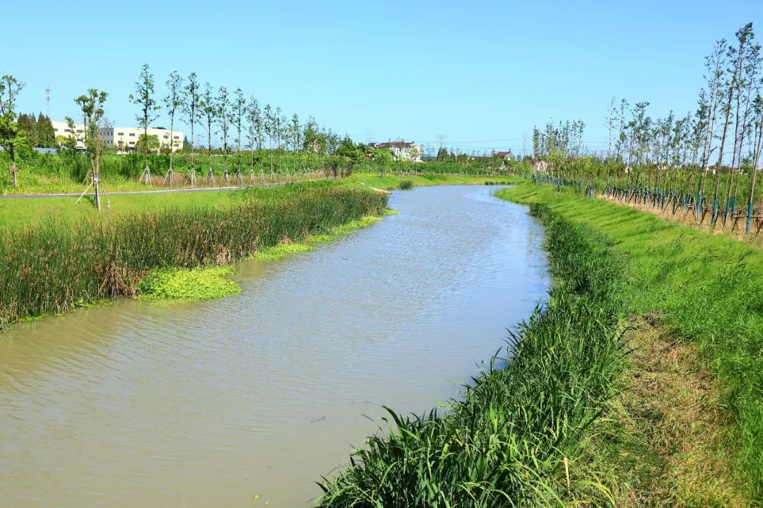 上海水务海洋 彭公塘 清澈的河水缓缓流动, 在微风的轻拂下, 泛起层层