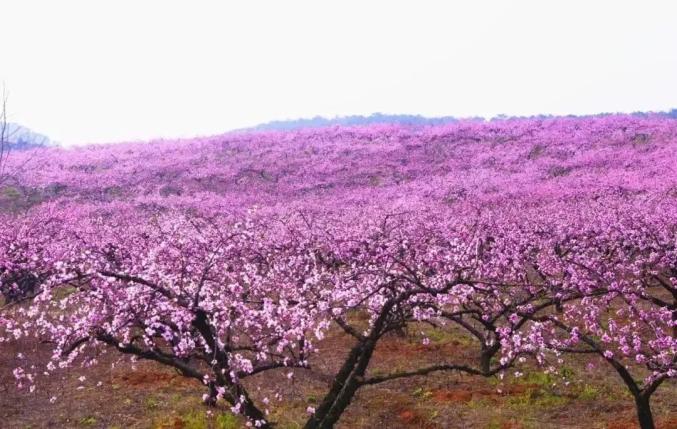 安福寺桃花