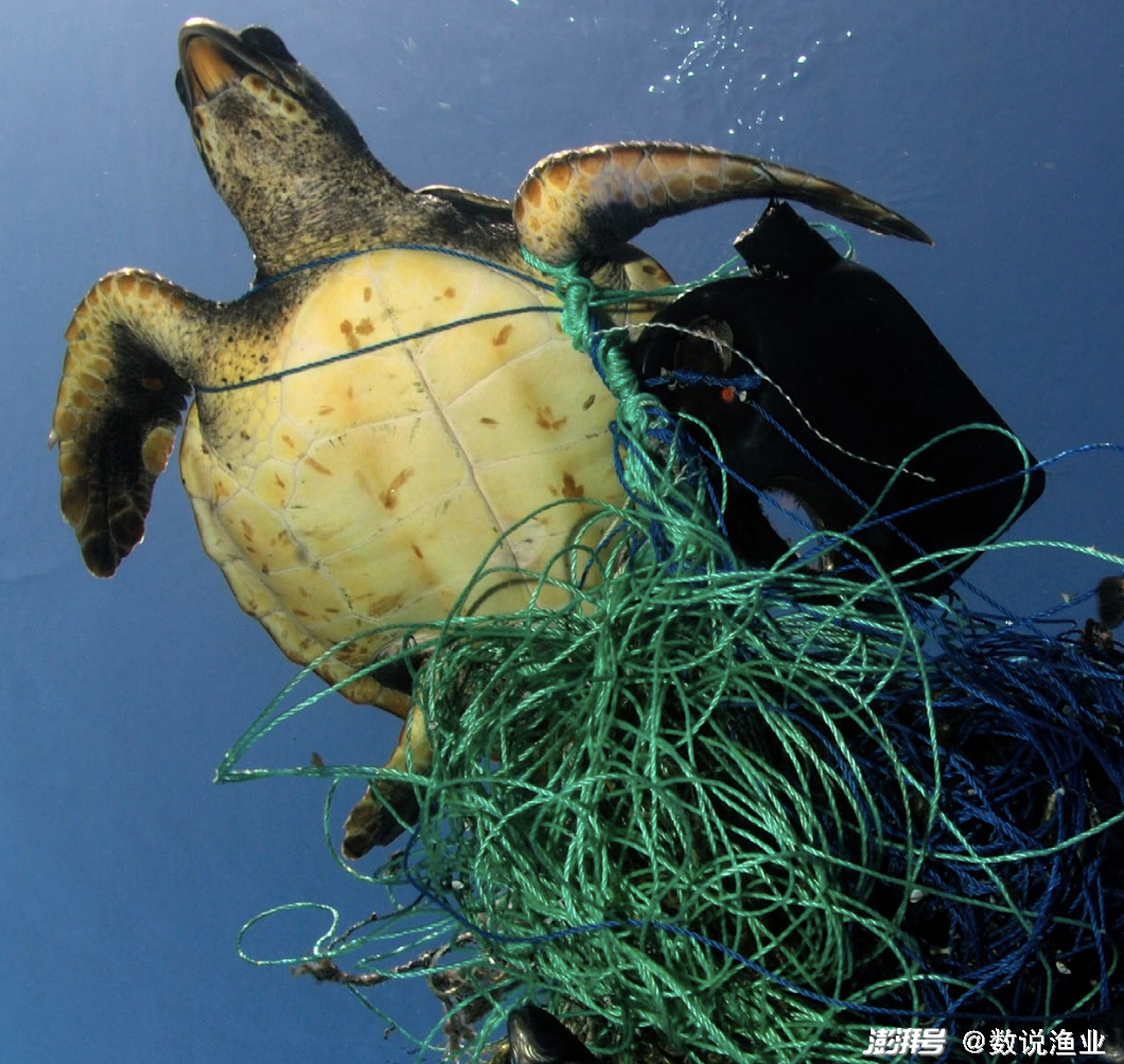 濒危物种特刊01丨成千上万种海洋生物正在消亡