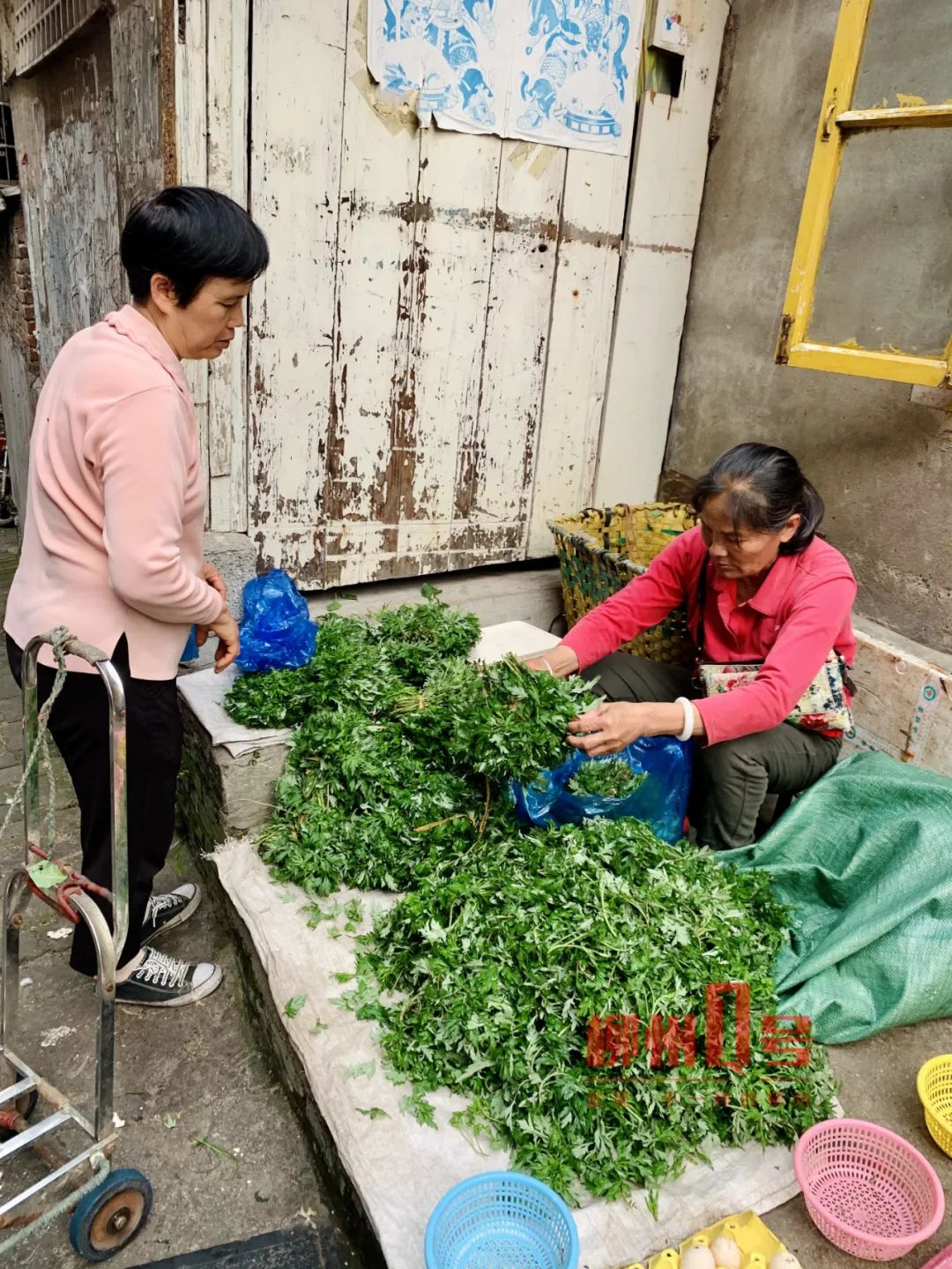 扣子菜,甜笋,艾叶…柳州这些抢手货在野外你认得出吗?"吃春"要谨慎