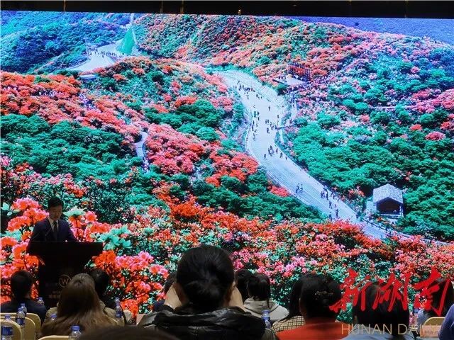 视频|浏阳大围山杜鹃花节来了:岭上开遍映山红,置身花海唱红歌