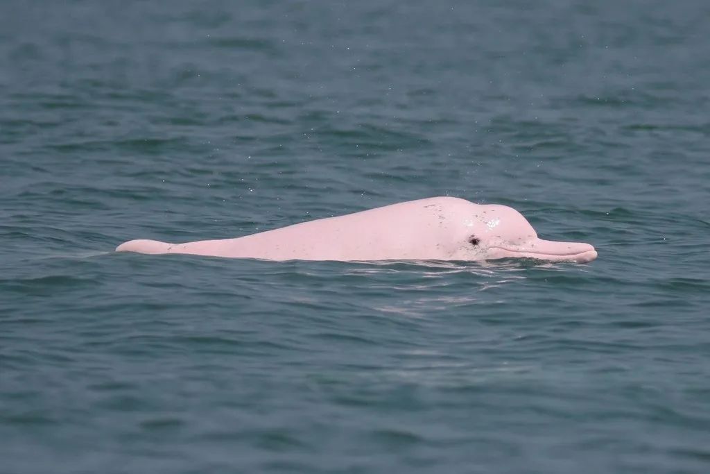 水中大熊猫!广东汕头南澳海域惊现5只粉色海豚