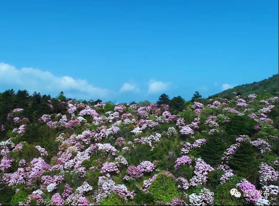 江西坳一座开满杜鹃花的山