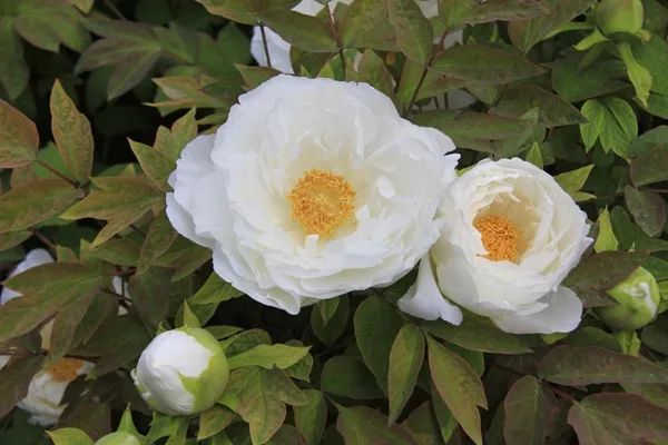 【花情预报】4月9日牡丹花情预报