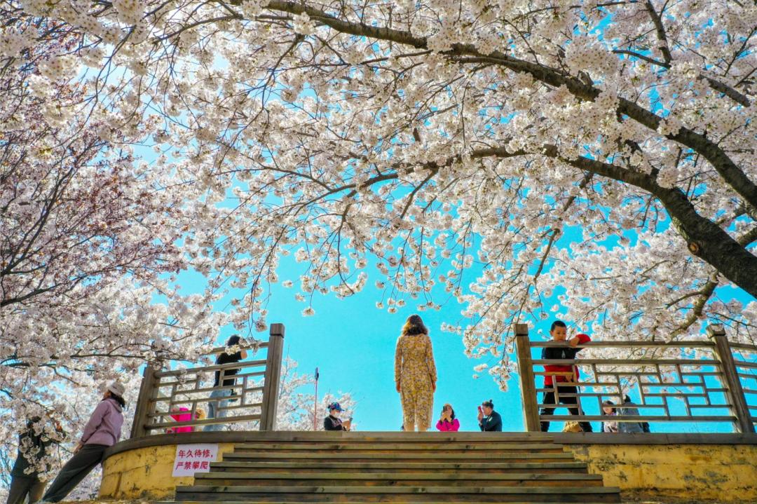 植物园山顶的樱花林属染井吉野 树龄较长,花色近白 风吹过,樱花似雪