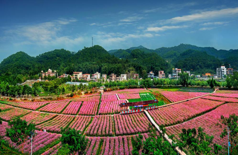 花都"四小园"建设刷新乡村颜值!