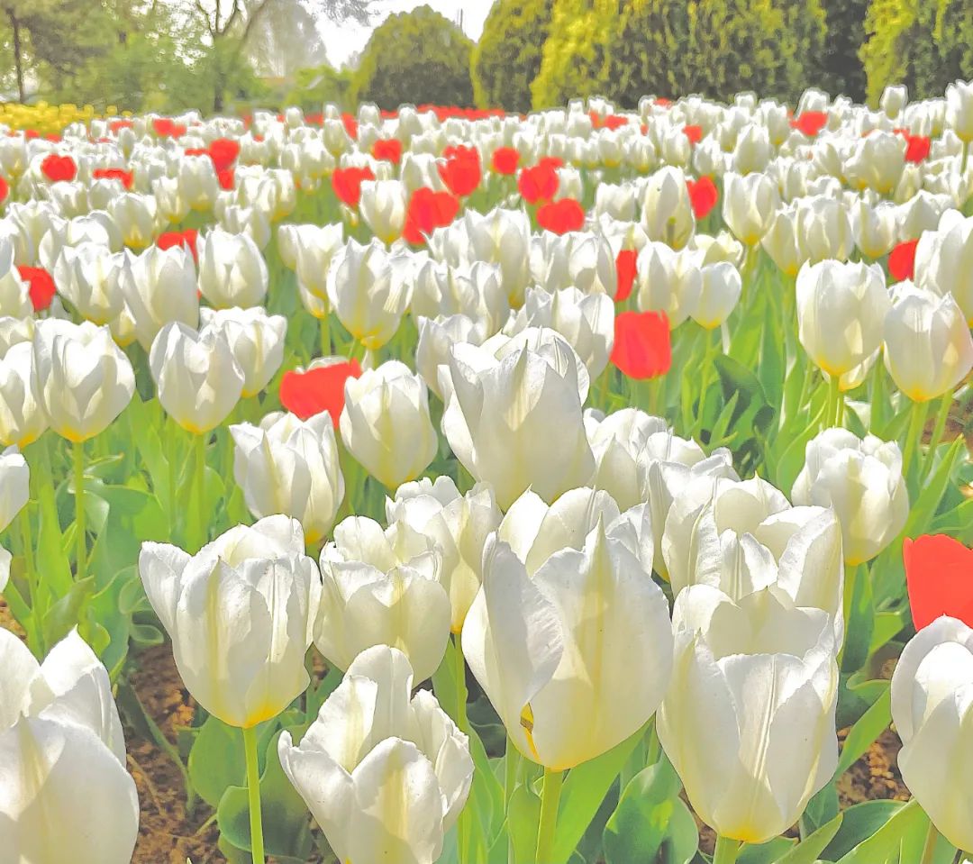 "郁"见最美花海 | 植物园第十五届郁金香文化节