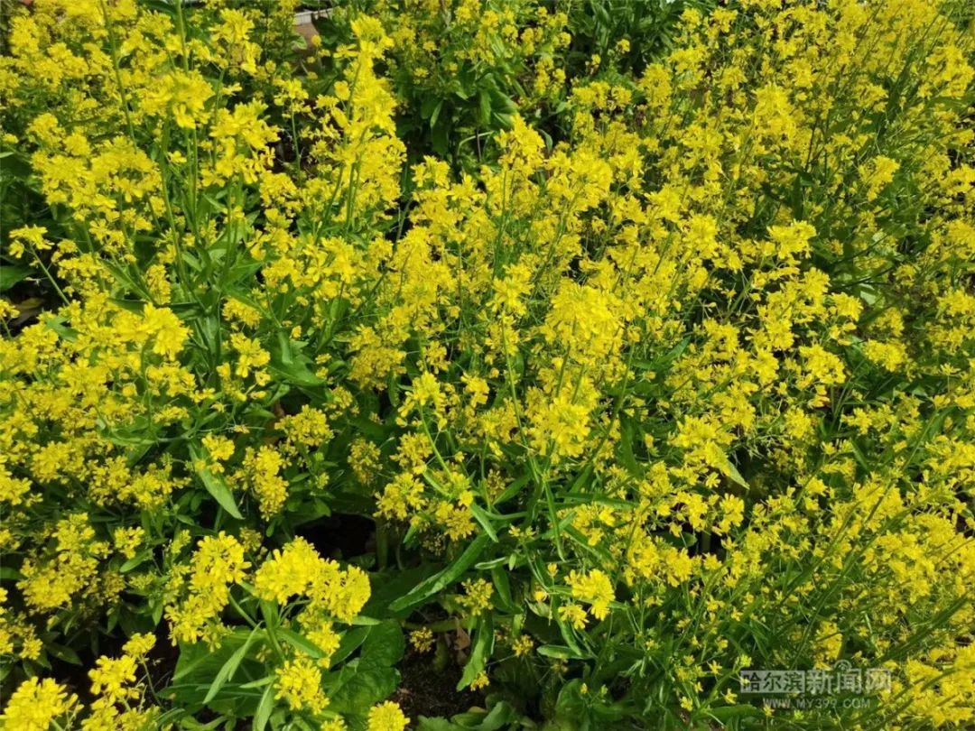 榨菜是菜也是花丨经多年选育已培育出适合北方寒地栽培的榨菜品种