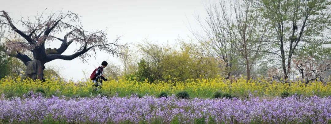 天津市武清区：约！咱武清人自己的“桃花源”（最新发布）