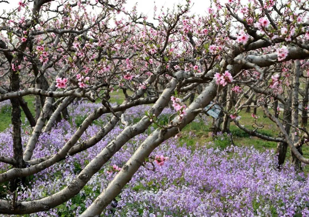 天津市武清区：约！咱武清人自己的“桃花源”（最新发布）