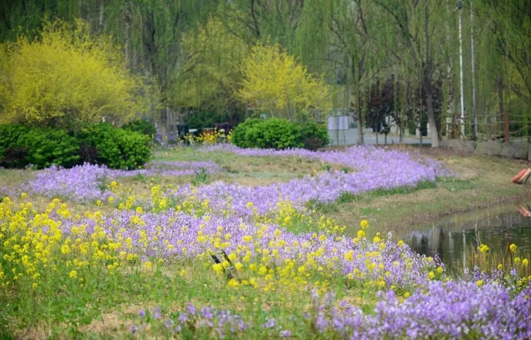 天津市武清区：约！咱武清人自己的“桃花源”（最新发布）