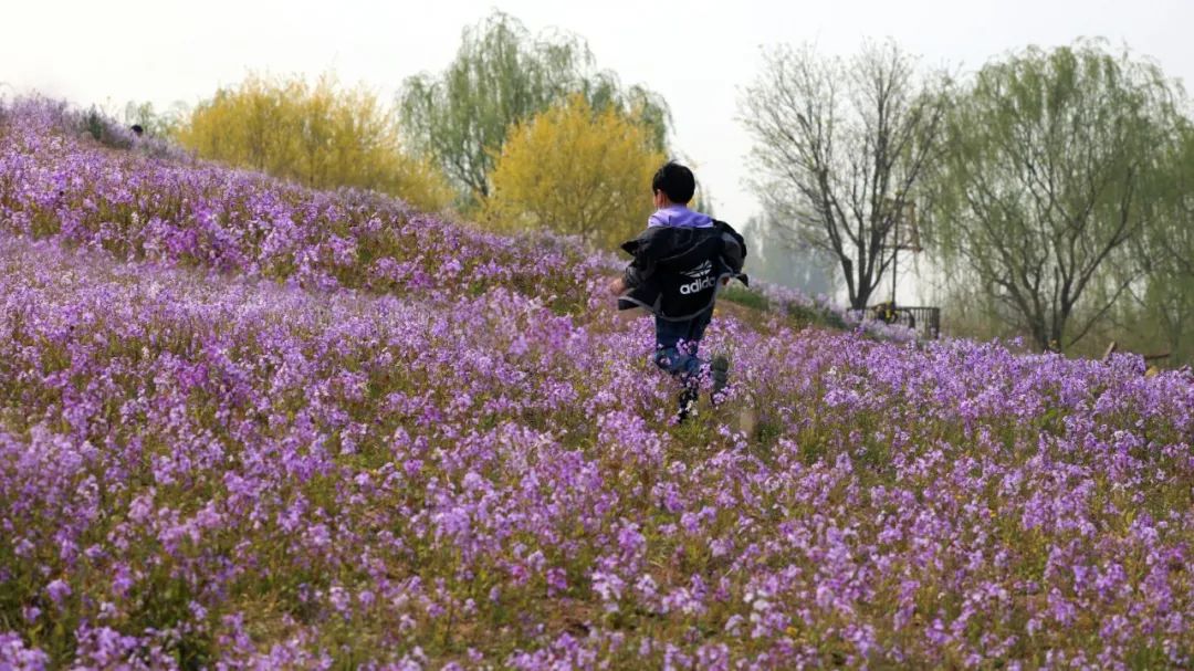天津市武清区：约！咱武清人自己的“桃花源”（最新发布）