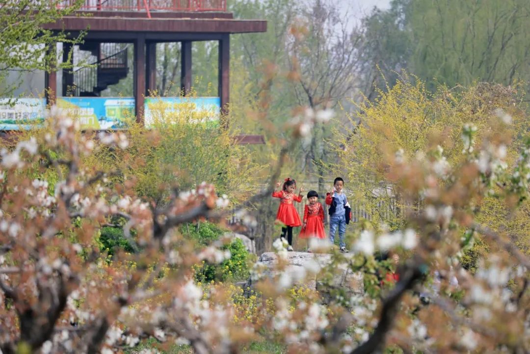 天津市武清区：约！咱武清人自己的“桃花源”（最新发布）