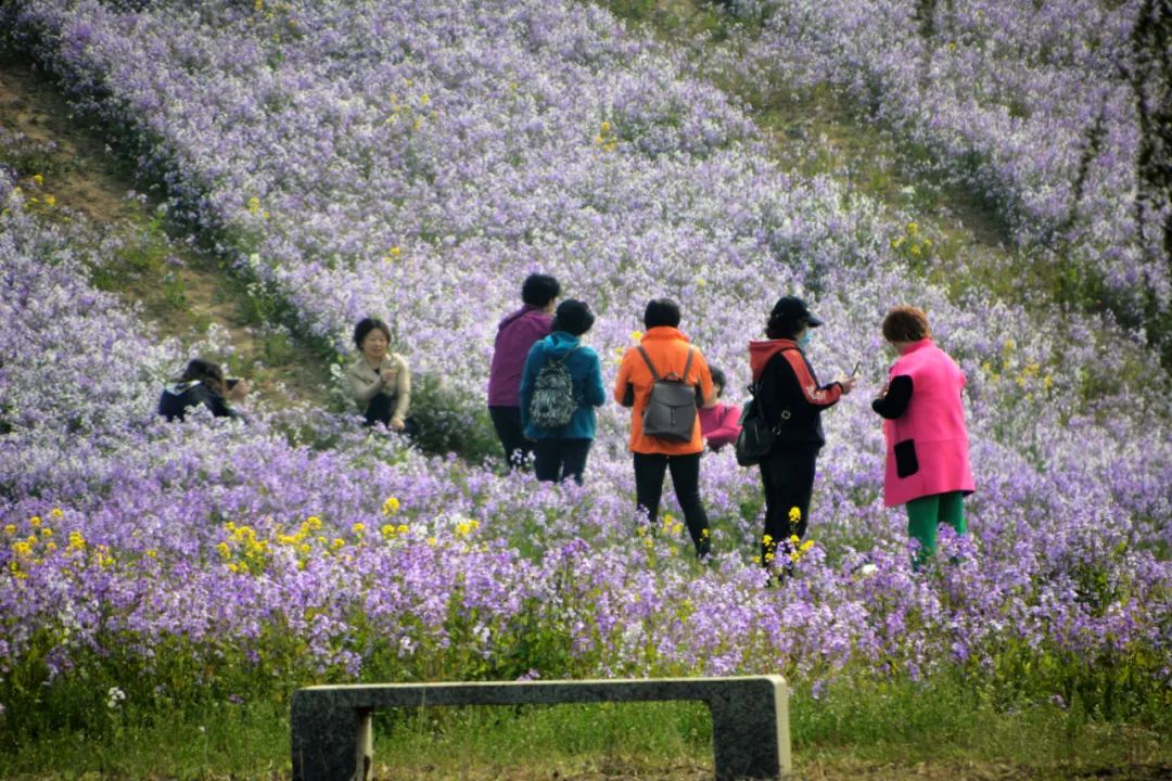 天津市武清区：约！咱武清人自己的“桃花源”（最新发布）