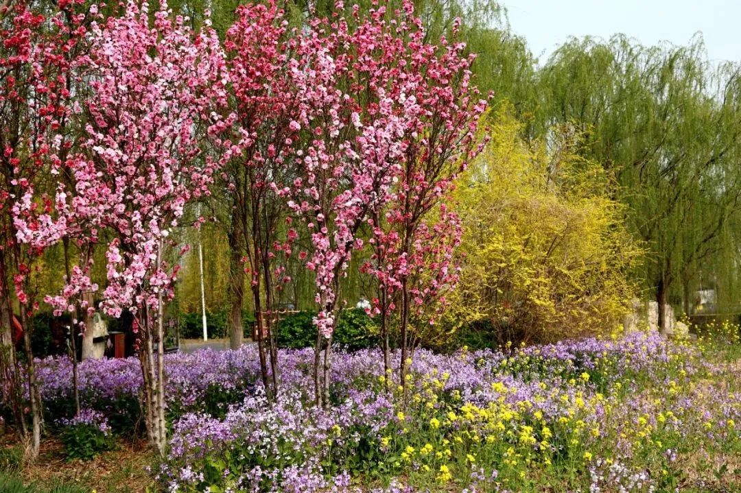 天津市武清区：约！咱武清人自己的“桃花源”（最新发布）