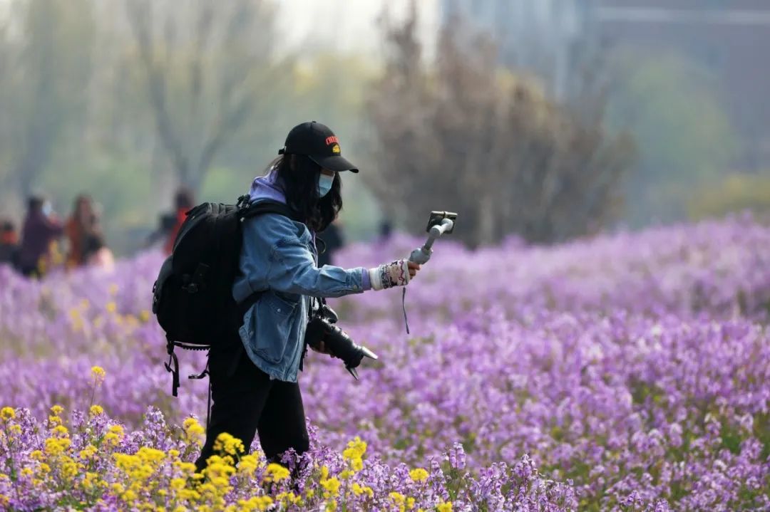 天津市武清区：约！咱武清人自己的“桃花源”（最新发布）