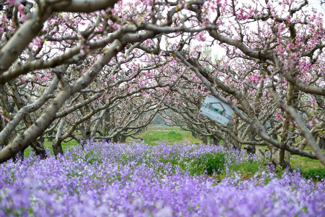 天津市武清区：约！咱武清人自己的“桃花源”（最新发布）