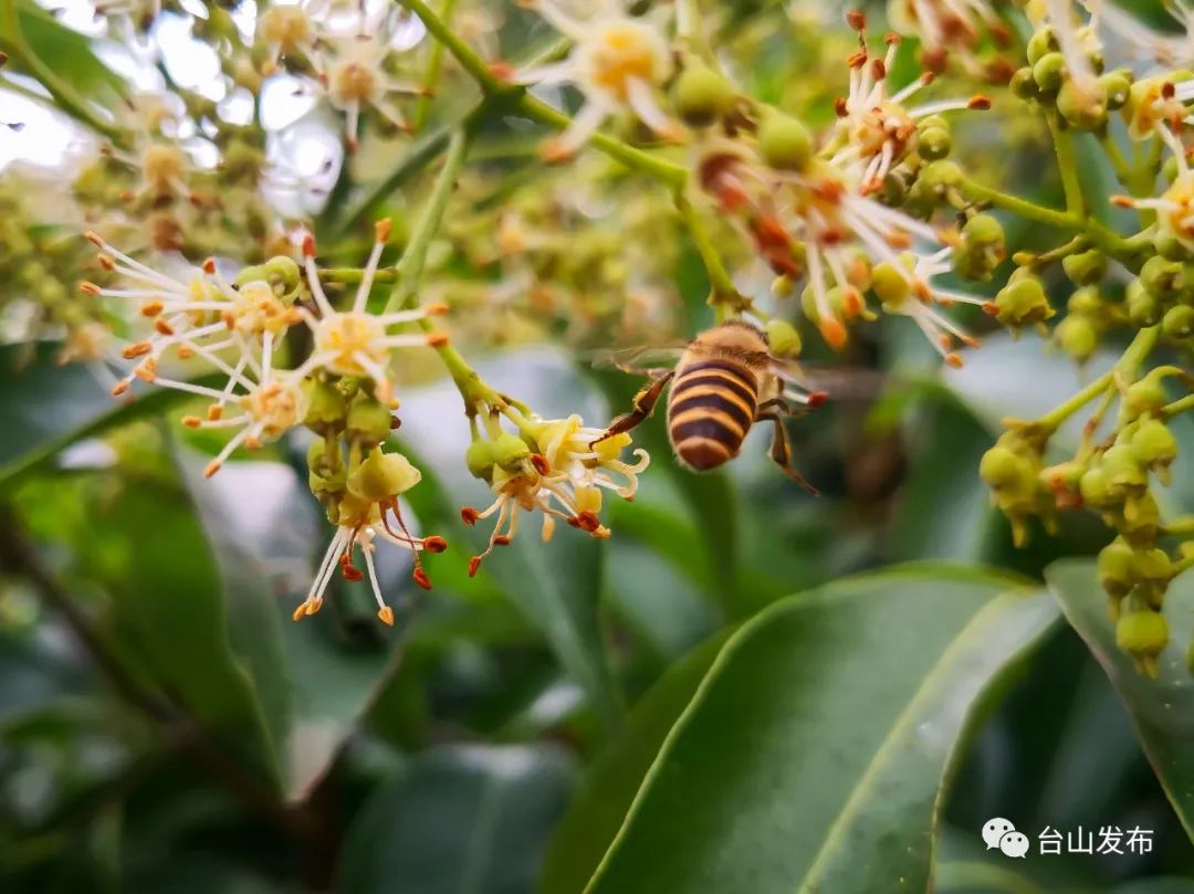 走进寻皇这片林子油然想起荔枝蜜