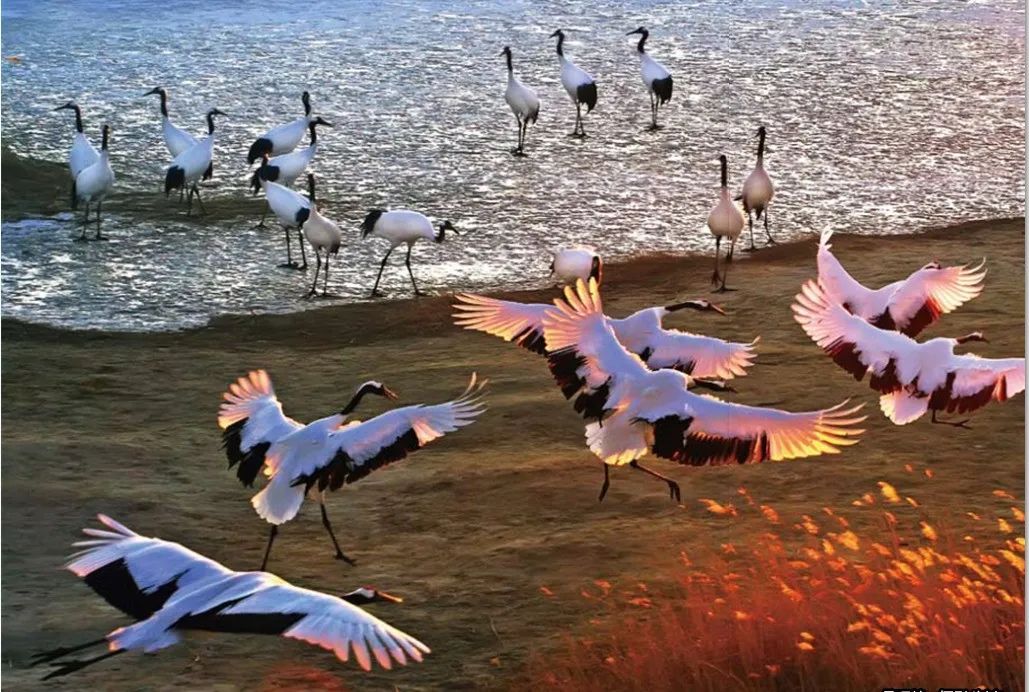 丹顶鹤主要在江苏盐城,上海崇明东滩和山东黄河三角洲等地越冬.