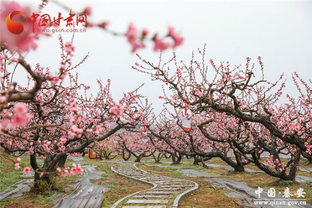 天水秦安桃花会4月12日开园 "码上游"也精彩