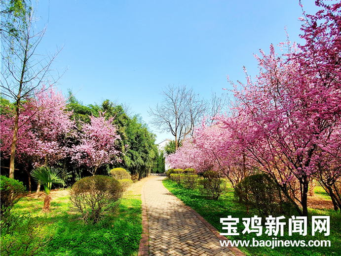 让我们一起来欣赏宝鸡各公园,广场绽放的樱花,感受宝鸡处处花香,季季