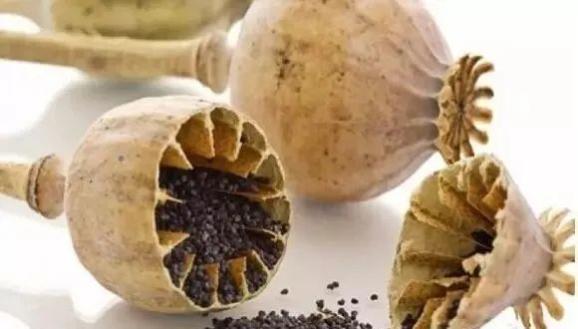 成熟的罂粟果实内,有大量种子 新鲜果实内种子为白色 经晾晒后的罂粟