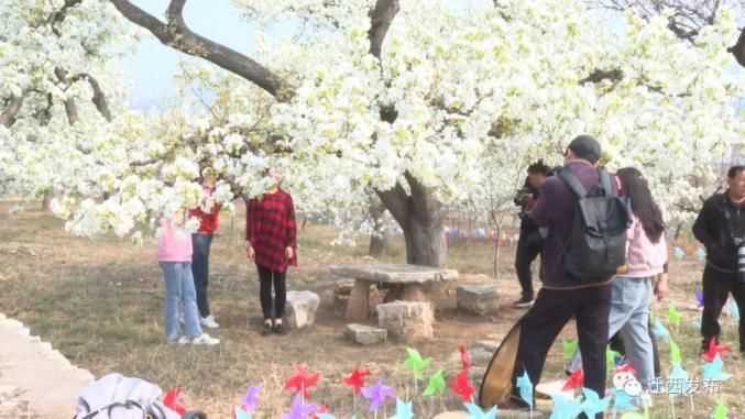 河北迁西:2021花乡果巷梨花旅游文化节开幕