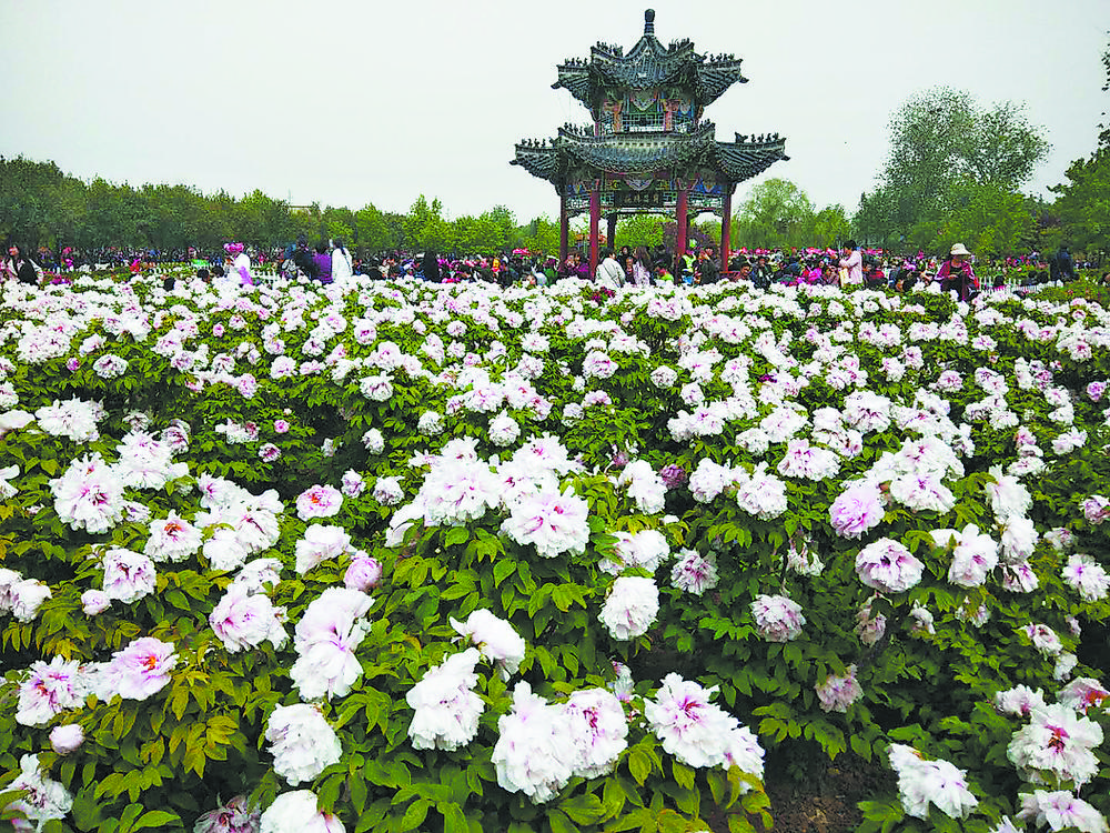 三十而立谱华章菏泽国际牡丹文化旅游节回眸