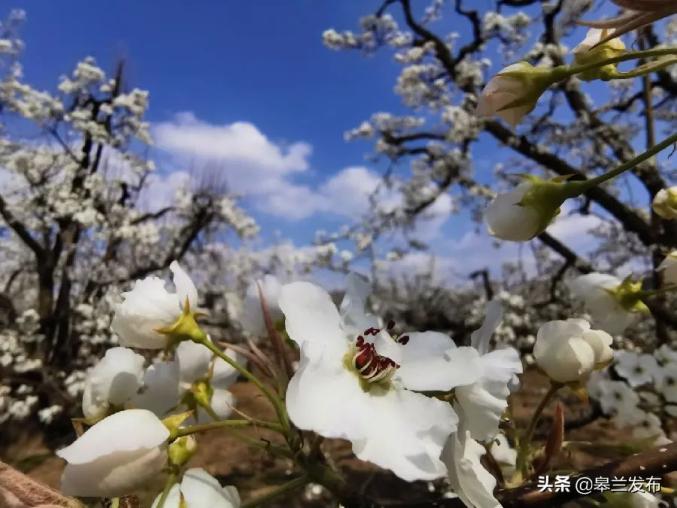 甘肃兰州:林间雪涛滚滚 什川古梨园花开正盛
