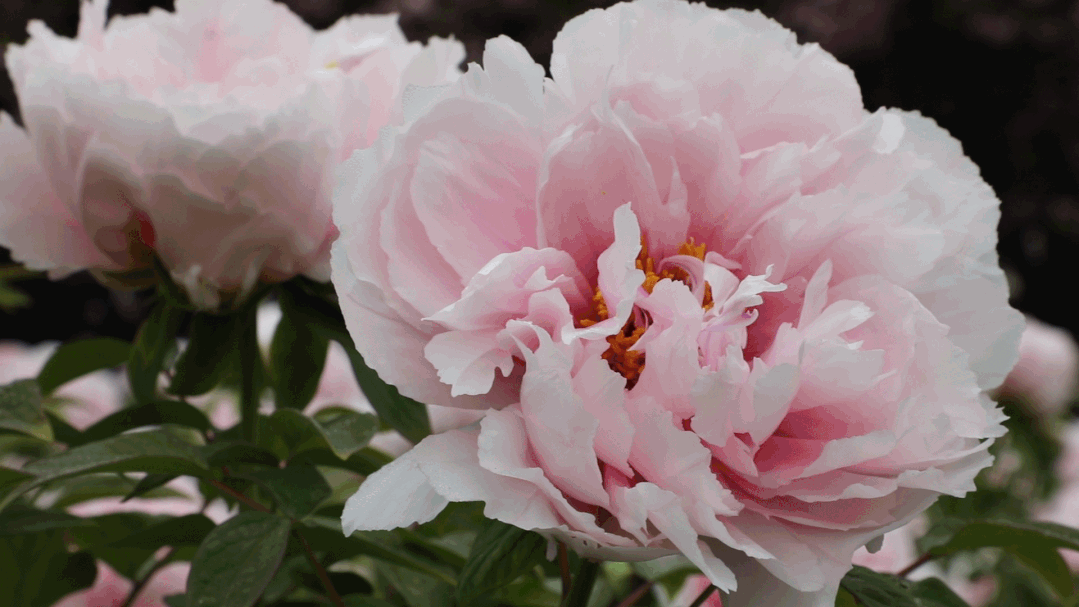被无数牡丹装点的西农大美成了人间仙境 放眼望去 一片花的海洋让人如