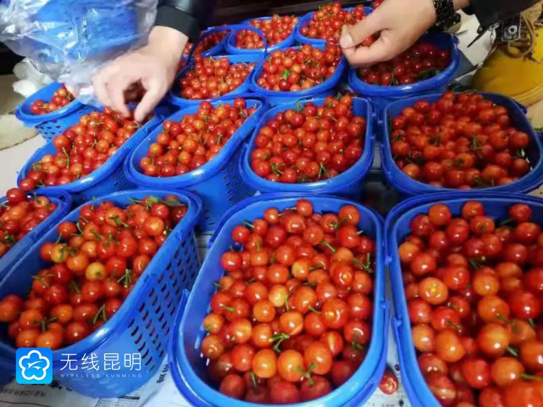 周末去哪儿 | 又是一年樱桃季!富民赤鹫镇4000亩樱桃