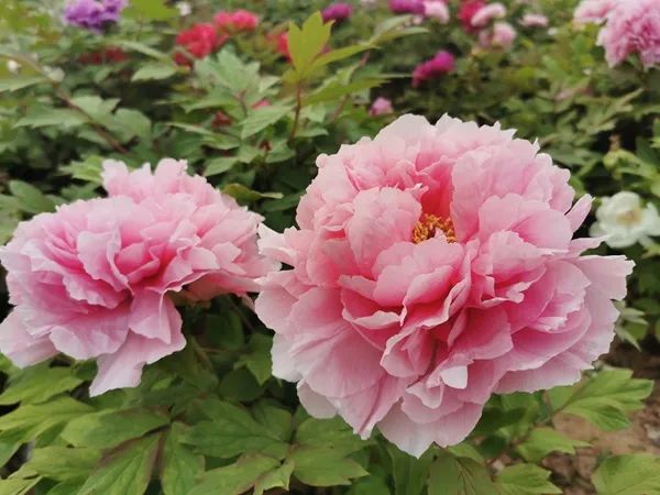 【花情预报】连片开放,争奇斗艳!4月14日牡丹花情预报来了