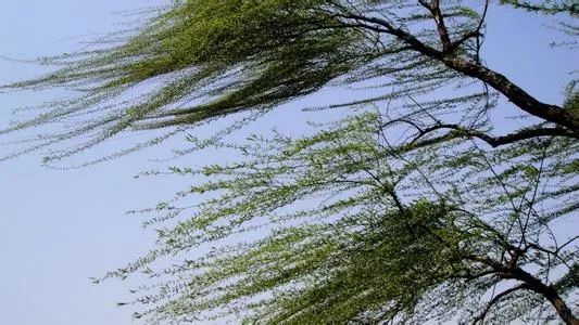 3℃!沙尘来袭,宁夏多地现严重污染天气!(最新发布)