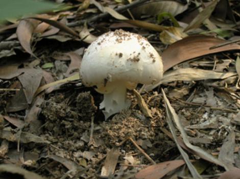 广东省市场监管局发布食品安全消费提醒:谨防误食野生毒蘑菇,野生植物