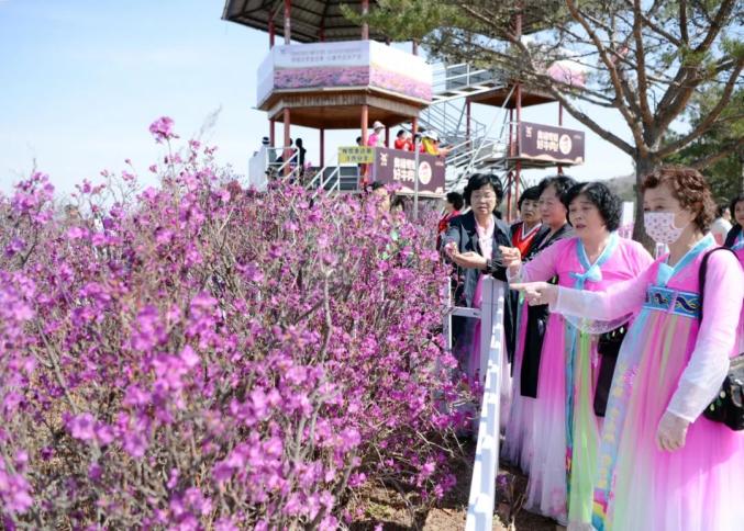 金达莱花开正艳