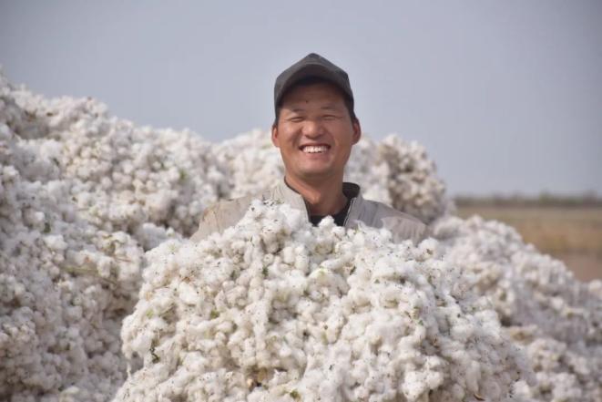 新疆棉花机械化采摘