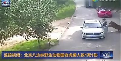 2016年7月23日北京八达岭野生动物园老虎伤人事件监控画面