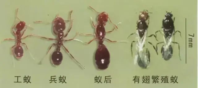 小心!被央媒曝的这种红色的蚂蚁太可怕了……!