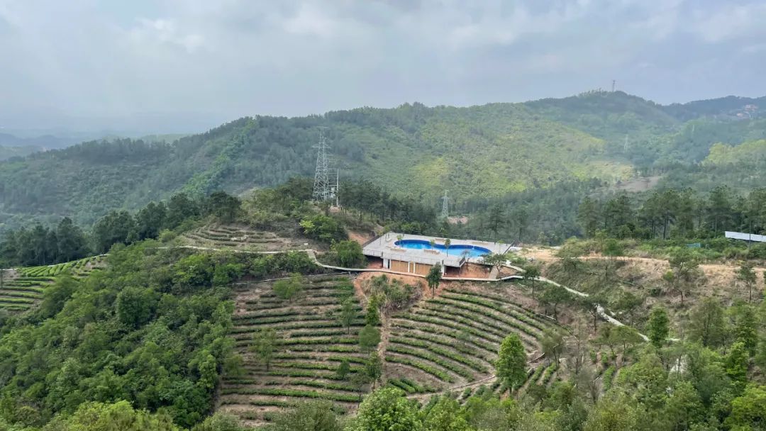 古劳茶山这些新变化,你看到了吗?