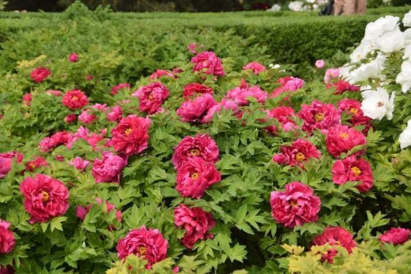 【花情预报】最新牡丹花情预报来了!