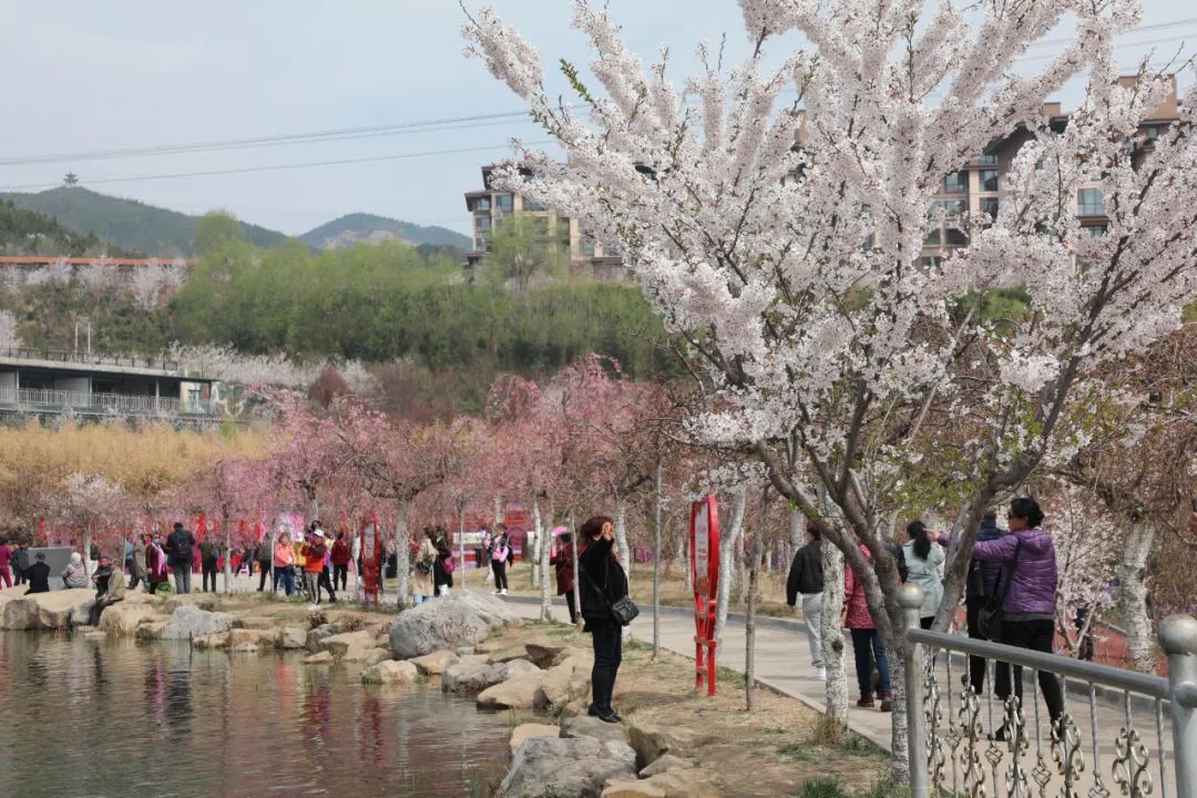 玉泉山盛大开幕2021年樱花文化旅游节"锦绣太原·生态西山"4月6日带您