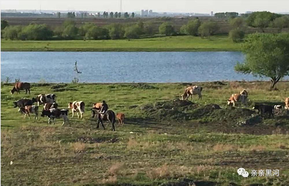 黑龙江之恋(最新发布)